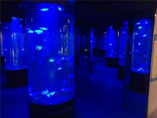 bể cá sứa acrylic